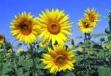sunflowers-268015_960_720