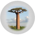 Baobabový protein