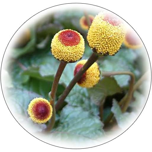 Spilanthes Acmella