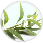 Eukalyptus
