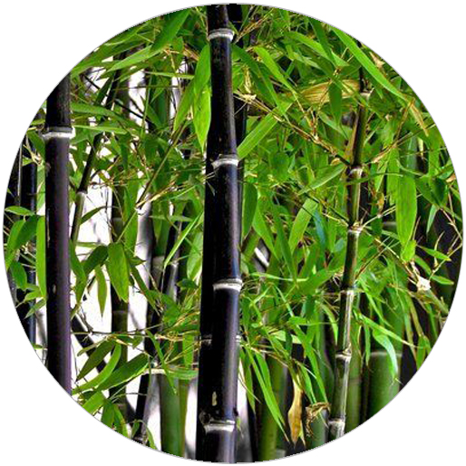 Listoklasec (bambus) černý