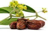 jojoba-froen-simmondsia-chinensis