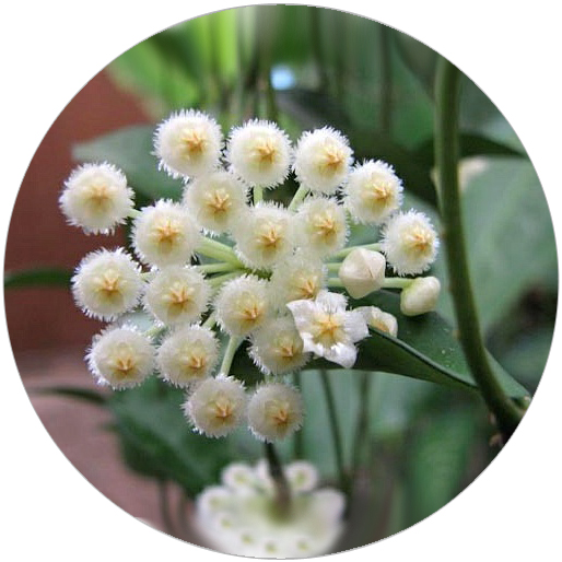 HOYA LACUNOSA FLOWER EXTRACT