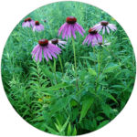 ECHINACEA