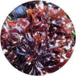 CHONDRUS CRISPUS