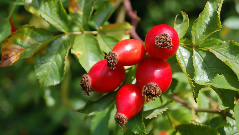 Bioprotettiva, pro uchování krásné a zdravé pleti