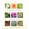 Sprchovy_gel_Sampon_Ginseng_Green_tea_pyramida.jpg