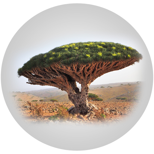 Dracaena Draco Extract